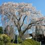 【栃木の桜】益子町・光明寺の枝垂れ桜
