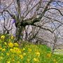 桜と菜の花の競演が見所の幸手市・権現堂桜堤 今年も今週末には見頃となりそうです