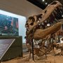 【那須野が原博物館 大恐竜展Ⅱ】今回の主役は国立科学博物館所蔵のタルボサウルス 待ち伏せ姿勢で復元されています 