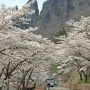 【妙義山さくらの里】ここの奇岩群と桜の取り合わせはやっぱり(　・∀・)ｲｲ!!