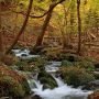 名水の地も秋色に染まる 尚仁沢湧水・源流の紅葉