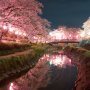 【真岡市・行屋川水辺公園の桜】川を流れる桜の花びら(線にしか見えないけど)がいい味出してるｗ(ような気がする！)