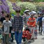 【あしかがフラワーパーク2017】しかしここはひっきりなしに人が通るので撮影難易度が超高いｗ 