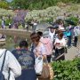 【あしかがフラワーパーク2017】1時間粘ったけどまともに撮影なんぞ出来る状況では無かったｗ