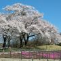 【長峰公園】ソメイヨシノも良い感じです♪