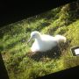 Baby albatros! Cuteness! #NewZealand 