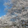 【天平の丘公園】花は見上げるようにして撮るべし！ 言えない... 匍匐前進のスタイルで撮影していたなんて...ｗ 