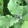 More veggies