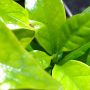 Koffieplant
