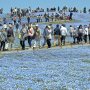 【ひたち海浜公園2016】みはらしの丘、歩道は人でいっぱいｗｗｗｗｗ ※平日です 