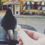 Young pigeon