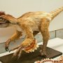 【那須野が原博物館 大恐竜展Ⅱ】最新の考証によるラプトルさんの勇姿を御覧くださいｗ 羽付きのモフモフやで！ 