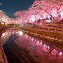 【真岡市・行屋川水辺公園の桜】前日の大雨で散ってしまったかと思いきやまだまだ満開です！ 今日は風も無く絶好のコンディションだったので思いっきりスローシャッターにして水面に落ちた桜の花を流れ星のごとく流してみた～