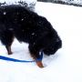 ズボッ！▼･。･▼ノ