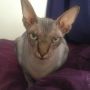 Skeptic cat is skeptical. 