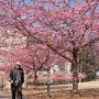 【宇都宮城址公園の河津桜2017】公園南側の桜はちと花が少ない印象でした 昨年は綺麗に咲いてたんだけどなー 