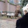 Kerststal Joppe. #cs