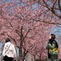 【宇都宮城址公園の河津桜2017】見上げれば空には春の装い 