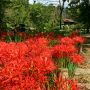 【栃木市・花之江の郷】通年を通して花の楽しめる同園も秋の目玉はやはりこの花