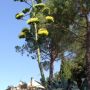 Agave. 