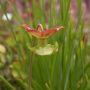 sarracenia bloem