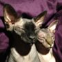 My babies are turning 5yo today! :-D It's like they haven't aged a day; still the exact amount of wrinkles ;-) 