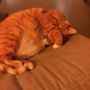 Our cat is signaling that we should shut up and go away. Time to sleep.