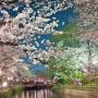 【城之内公園】お堀と桜っていうのは実に日本的で良いなぁ