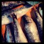 Fishy fishy...