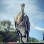 Hello big fellow 🔘🔘
#boatlife #heron #reiger
