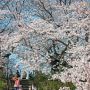 【権現堂桜堤】こうして見ると土手の上に植えられた桜の木デカいなーｗ