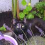 Tijger in de tuin :D