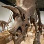 【那須野が原博物館 大恐竜展Ⅱ】正面から見ると思った以上に平べったいｗ 