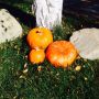 It's almost Halloween!!! Can't wait to show you what Maté and Plum are gonna be!!! :) 
BaHahahahahhaa
Lol
Pumpkins!!!