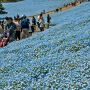 【国営ひたち海浜公園】同公園の春の風物詩『ネモフィラの丘』 どこまでも続く青き絨毯を堪能しよう！ 現在3分咲き程度だそうです