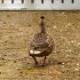 Moeder eend #natuur #dieren #eend