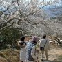 【筑波山梅林2016】見下ろせる撮影地ってやっぱり良いわー