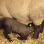 Ancilla had a baby...! (my family's sheep that was named after me...) 