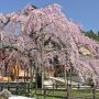 【栃木の桜】太平山の麓、太山寺境内にあるイワシダレザクラ 太平山を訪れた際には是非！