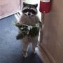 @Ring14Terri raccoon has one