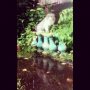 Meanwhile in #Wonderland.. after the #rain. - #cheshirecat #persiancat