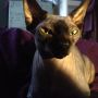 But the fairest of 'm all.... <3 warm kittehcuddlin' in bed :) 