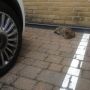 Anyone else's moggie a petrol sniffer? 