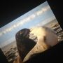 Photohraphed some real wild sealions in #NewZealand! So cool :-) they're very playful and not shy at all. 