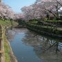 【真岡市・行屋川水辺公園】早咲きの河津桜を除くと今シーズン初めて快晴の下で桜を見たｗ ※出社前に立ち寄ったのであまり撮影は出来なかったが...ｗ 