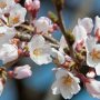 下野市・天平の丘公園の淡墨桜、開花ｷﾀ━━(ﾟ∀ﾟ )ｷﾀ(　ﾟ∀ﾟ) (｡Ａ ｡ )ｷﾀ━━!!