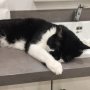 Suzi finds the oddest places to get comfy... #cats 