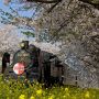【栃木の桜】春の北真岡 桜と菜の花咲き誇るこの一帯は毎年、鉄オタの戦場と化します(笑)