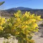 Mimosa. En de kale berg. 