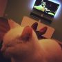 Kat op schoot -- beentjes gestrekt -- Guardians of the Galaxy kijken. Wie doet me wat.